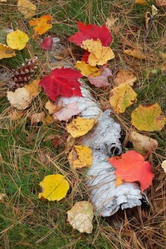 Gray;Yellow;Pictured Rocks National Seashore;Upper Peninsular;Pine Needles;Autumn;Green;log;bark;Michigan;Leaves;Red;Grass;Great Lakes;White;tree trunk;Fall;Pine Cone;Plant;Leaf;Birch;Forest;Brown;Orange;Vegetation