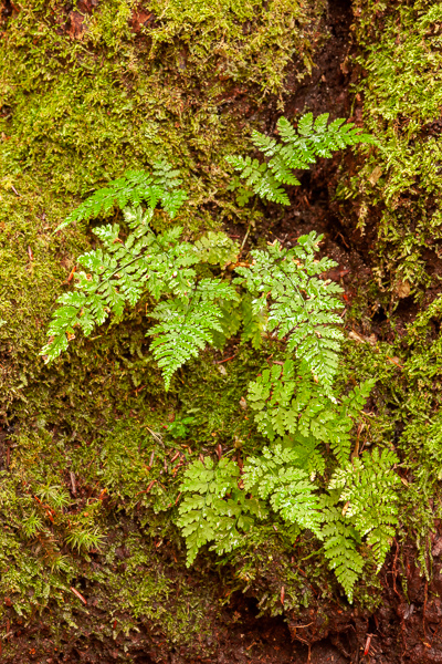 Blossom;Blossoms;Botanical;Brown;Calm;Close-up;Ferns;Floweret;Flowering;Flowers;Flowers & Plants;Healing;Health care;Healthcare;Leaf;Macro;Moss;Nature;Pastoral;Pennsylvania;Plant;Ricketts Glenn State Park;United States;Wabi Sabi;bloom;botanicals;botany;fern;flora;floral;flower;foliage;green;greenery;leaves;oneness;peaceful;plant;plants;restful;serene;soothing;tranquil;vegetation;zen