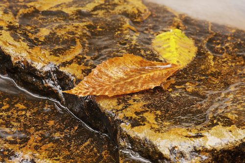 Gold;Leaf;Chute;Streaming;Waterfall;Foliage;West Virginia;Waterfalls;Yellow;Cascading;Rocks;Pennsylvania;Rock;Autumn;Fall;Falls;Pouring;Sytream;Green;Cascade;Brown;Sandstone Falls;Stone;Ricketts Glenn State Park;Stones;Leaves;Water
