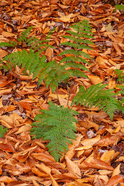 Blossom;Blossoms;Botanical;Brown;Calm;Close-up;Fallen;Fallen Leaves;Ferns;Floweret;Flowering;Flowers;Flowers & Plants;Gold;Healing;Health care;Healthcare;Leaf;Macro;Nature;Pastoral;Pennsylvania;Plant;Ricketts Glenn State Park;Tan;United States;Wabi Sabi;bloom;botanicals;botany;fern;flora;floral;flower;foliage;green;greenery;leaves;oneness;orange;peaceful;plant;plants;restful;serene;soothing;tranquil;vegetation;zen