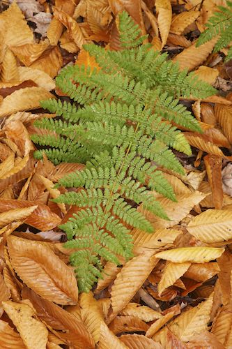 Chute;Pouring;Fern;Waterfalls;Sandstone Falls;Autumn;Foliage;Botany;Fall;Falls;Tan;Water;Leaves;Cascading;Green;Plant;Greenery;Ricketts Glenn State Park;Flora;West Virginia;Botanical;Streaming;Vegetation;Brown;Cascade;Leaf;Waterfall;Pennsylvania