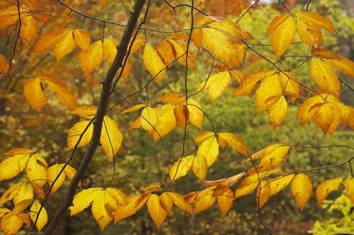 Water;Ricketts Glenn State Park;Tan;Cascade;Foliage;Yellow;Leaves;Pennsylvania;Falls;Green;Orange;Leaf;West Virginia;Waterfall;Fall;Cascading;Pouring;Streaming;Gold;Autumn;Chute;Sandstone Falls;Waterfalls;Brown