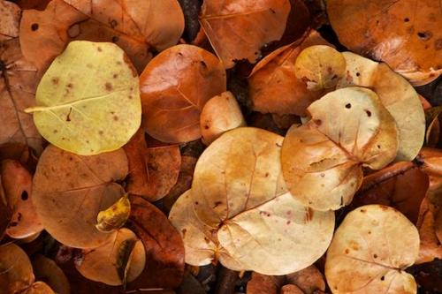 Leaves;Tan;close-up;Flora;Sanibel Captiva Island;Leafy;Leaf;Wabi Sabi;Brown;Sea Grape;Vegetation;Yellow;Botany;Botanicals;Orange;Greenery;Plants;Foliage;Florida;Sanibel;Details;Plant;Fallen;Botanical;Veins;Vein