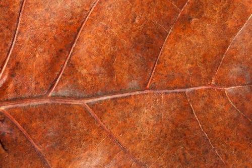 Veins;Leaf;Sanibel;Botanical;Abstract;Leafy;Greenery;Sea Grape;Orange;Leaves;Vein;Plant;Flora;Patterns;Vegetation;Botanicals;Florida;Foliage;Plants;Sanibel Captiva Island;Botany
