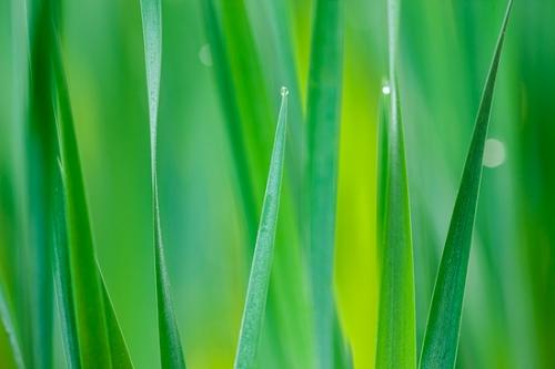 Abstract;Abstraction;Abstractions;Abstracts;Blossom;Blossoms;Botanical;Calm;Close-up;Dew;Droplets;Drops;Floweret;Flowering;Flowers;Gree;Healing;Health care;Healthcare;Herb;Line;Macro;Minimalism;Nature;Pastoral;Patterns;Shape;Shrub;Stock categories;Water;Water Drops;bloom;botanicals;botany;damp;dew drops;dewy;drop;droplet;flora;floral;flower;foliage;grass;green;greenery;herbage;iris;moisture;oneness;peaceful;plant;plants;restful;serene;soothing;tranquil;vegetation;wet;zen
