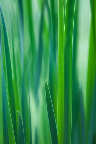Abstract;Abstraction;Abstractions;Abstracts;Blossom;Blossoms;Botanical;Calm;Close-up;Floweret;Flowering;Flowers;Gree;Healing;Health care;Healthcare;Herb;Line;Macro;Minimalism;Nature;Pastoral;Patterns;Shape;Shrub;Stock categories;bloom;botanicals;botany;damp;droplet;flora;floral;flower;foliage;grass;green;greenery;herbage;iris;moisture;oneness;peaceful;plant;plants;restful;serene;soothing;tranquil;vegetation;wet;zen