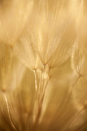 Blossom;Blossoms;Botanical;Brown;Calm;Close-up;Dandelion;Floweret;Flowering;Flowers;Flowers & Plants;Healing;Health care;Healthcare;Macro;Minimalism;Nature;Pastoral;Seed;Seed Head;Tan;Wabi Sabi;Warm Colors;Warm Palette;Warm Tones;Yellow Goatsbeard;bloom;botanicals;color;flora;floral;flower;goatsbeard;oneness;peaceful;plant;restful;serene;soothing;tranquil;zen