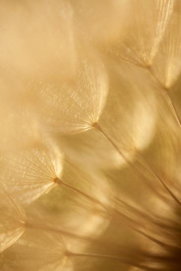 Blossom;Blossoms;Botanical;Brown;Calm;Close-up;Dandelion;Floweret;Flowering;Flowers;Flowers & Plants;Healing;Health care;Healthcare;Macro;Minimalism;Nature;Pastoral;Seed;Seed Head;Tan;Wabi Sabi;Warm Colors;Warm Palette;Warm Tones;Yellow Goatsbeard;bloom;botanicals;color;flora;floral;flower;goatsbeard;oneness;peaceful;plant;restful;serene;soothing;tranquil;zen