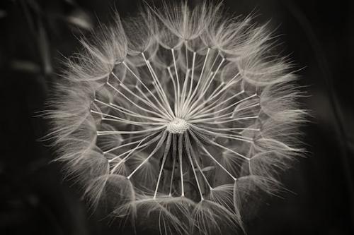 Yellow Goatsbeard;Botanical;Seed Head;Tan;Abstraction;Plant;Botanicals;Abstracts;Sepia;Patterns;Seed;Textures;Black and White