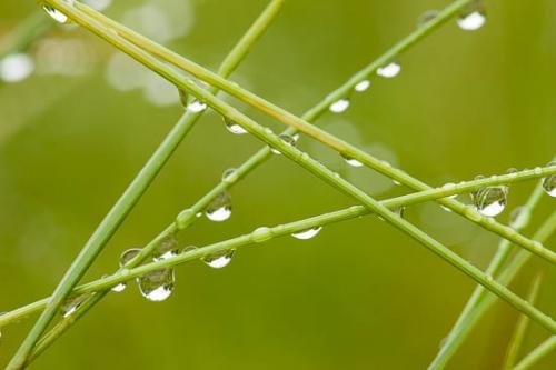 Abstract;Abstraction;Close-up;Dew;Dewy;Drop;Droplet;Droplets;Grass;Green;Line;Pattern;Reflection;Reflections;Shape;Water;Water Drops;Wet;dew;dew drops;dewy;drops