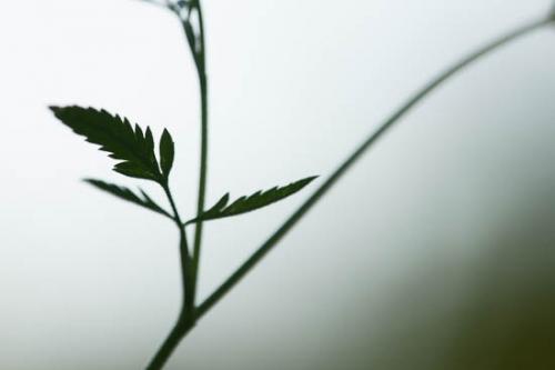 Close-up;Field Hedge Parsley;Flowers;Flowers & Plants;Foliage;Green;Healing;Health care;Healthcare;Image type;Leaf;Leaves;Looking up;Macro;Modern;Nature;Oneness;Outdoor;Pastoral;Peaceful;Photo specs;Plant;Plants;Silhouette;Sky;Torilus arvensis;Wabi Sabi;botanical;botanicals;calm;contemporary;contemporary art;flora;modern art;restful;serene;soothing;tranquil;vegetation;zen