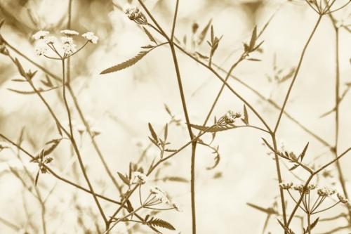 Abstract;Abstraction;Bloom;Blossom;Blossoms;Botanical;Brown;Calm;Close-up;Field Hedge Parsley;Floral;Floweret;Flowering;Flowers;Flowers & Plants;Leaf;Line;Macro;Minimalism;Nature;Pastoral;Shape;Stem;Torilus arvensis;Wabi Sabi;bloom;botanicals;flora;floral;flower;leaves;oneness;pattern;peaceful;plant;plants;sepia;serene;soothing;sumi-e;texture;tranquil;wildflower;zen