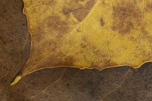 Tan;Abstraction;Plant;Close-up;Wabi Sabi;Patterns;Foliage;Brown;Leaf;Vein;Leaves;Botanical;Textures;Flora;Veins;Abstract;Abstracts;Yellow