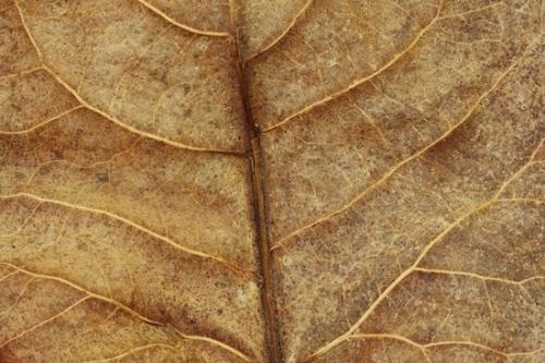 Brown;Botanical;Abstract;Abstraction;Textures;Foliage;Veins;Plant;Leaves;Patterns;Wabi Sabi;Flora;Leaf;Abstracts;Tan;Close-up;Vein