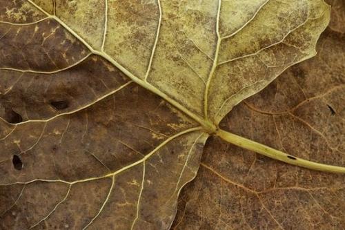 Textures;Wabi Sabi;Close-up;Botanical;Leaves;Abstraction;Abstracts;Tan;Foliage;Vein;Veins;Abstract;Leaf;Plant;Patterns;Flora;Brown;Yellow
