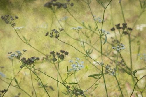 zen;stems;Plant;Flowering;Blossom;Botanical;Brown;Flowers;Leaf;Leaves;Field Hedge Parsley;Green;Flora;Plants;Vegetation;Tan;Torilus arvensis;Wildflower;Yellow;Flower;stem;Foliage;Wabi Sabi