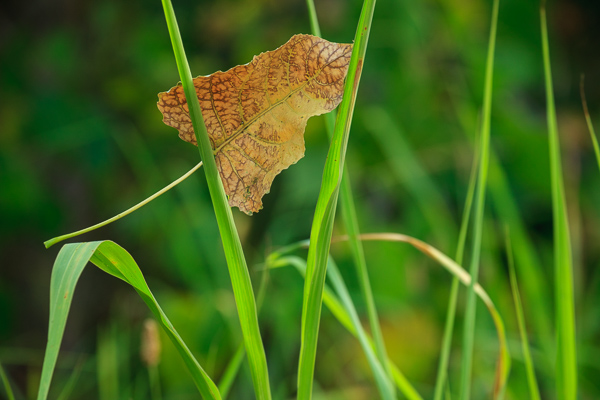 Botanical;Brown;Calm;Close-up;Cottonwood;Fallen;Fallen Leaves;Flowers & Plants;Gold;Healing;Health care;Healthcare;Leaf;Macro;Minimalism;Nature;Pastoral;Tan;Tree;Veins;Wabi Sabi;Yellow;botanicals;botany;foliage;grass;green;greenery;leaves;oneness;orange;oriental;peaceful;plant;plants;restful;serene;soothing;tranquil;vegetation;zen