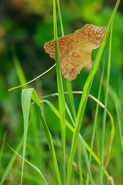 Botanical;Brown;Calm;Cottonwood;Fallen;Fallen Leaves;Flowers & Plants;Gold;Healing;Health care;Healthcare;Leaf;Macro;Minimalism;Nature;Pastoral;Tan;Tree;Veins;Wabi Sabi;Yellow;botanicals;botany;foliage;grass;green;greenery;leaves;oneness;orange;oriental;peaceful;plant;plants;restful;serene;soothing;tranquil;zen