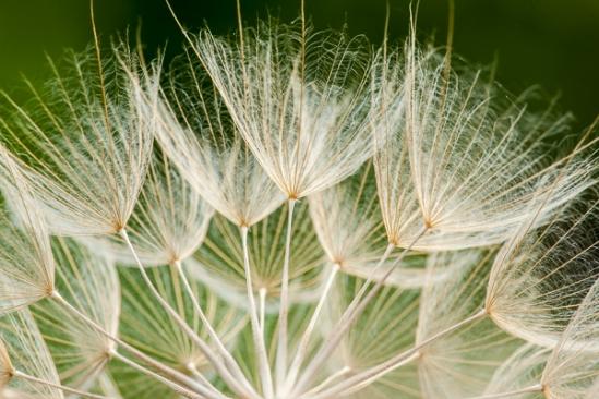 Blossom;Blossoms;Botanical;Brown;Calm;Close-up;Dandelion;Floweret;Flowering;Flowers;Flowers & Plants;Healing;Health care;Healthcare;Macro;Minimalism;Nature;Pastoral;Seed;Seed Head;Tan;Wabi Sabi;Warm Colors;Warm Palette;Warm Tones;Yellow Goatsbeard;bloom;botanicals;color;flora;floral;flower;goatsbeard;green;oneness;peaceful;plant;restful;serene;soothing;tranquil;zen