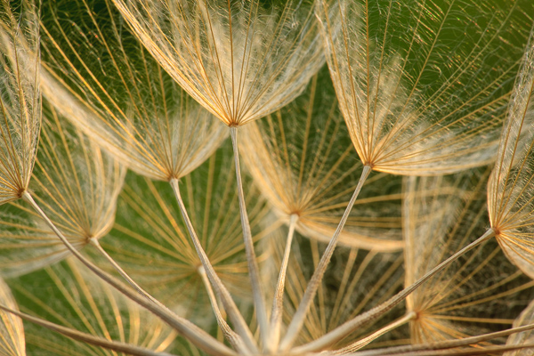 Abstract;Blossom;Blossoms;Botanical;Brown;Calm;Close-up;Dandelion;Floweret;Flowering;Flowers;Gold;Healing;Health care;Healthcare;Line;Looking up;Macro;Nature;Pastoral;Seed;Shape;Sunlight;Sunshine;Tan;Wabi Sabi;Warm Colors;Warm Palette;Warm Tones;Yellow Goatsbeard;bloom;botanicals;color;flora;floral;flower;green;landscape;oneness;pattern;peaceful;plant;restful;serene;soothing;sunlit;texture;tranquil;zen