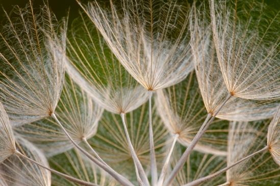 Blossom;Blossoms;Botanical;Brown;Calm;Close-up;Dandelion;Floweret;Flowering;Flowers;Flowers & Plants;Healing;Health care;Healthcare;Macro;Minimalism;Nature;Pastoral;Seed;Seed Head;Tan;Wabi Sabi;Warm Colors;Warm Palette;Warm Tones;Yellow Goatsbeard;bloom;botanicals;color;flora;floral;flower;goatsbeard;green;oneness;peaceful;plant;restful;serene;soothing;tranquil;zen