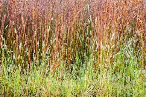 Botanical;Brown;Calm;Close-up;Dew;Drops;Flowers & Plants;Gold;Grass Seed Head;Grass seed heads;Healing;Health care;Healthcare;Henry Horton;Lines;Macro;Nature;Pastoral;Tan;Yellow;botanicals;dew drops;dewy;drop;droplet;grass;green;landscape;oneness;orange;pattern;peaceful;plant;restful;serene;soothing;tranquil;zen