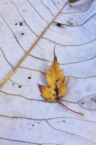 Autumn;Oneness;White;close-up;Patterns;zen;Leaflet;Yellow;Veins;Brown;Big South Fork National Recreation Area;Vein;Wabi Sabi;Leaf;Leaves;Tan;Gold;Leafy;Fall;Foliage;Cumberland Plateau