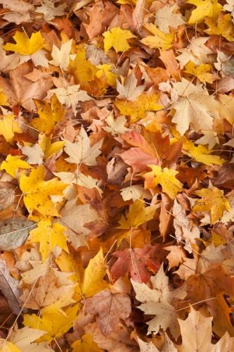 Abstract;Abstraction;Autumn;Botanical;Brown;Calm;Close-up;Fall;Fallen;Fallen Leaves;Forest;Gold;Healing;Leaf;Line;Maole Leaf;Maple Leaves;Modern;Nature;Pastoral;Shape;Tan;Veins;Wabi Sabi;Yellow;botanicals;contemporary;contemporary art;foliage;leaves;modern art;oneness;orange;pattern;peaceful;plant;restful;serene;soothing;texture;tranquil;zen