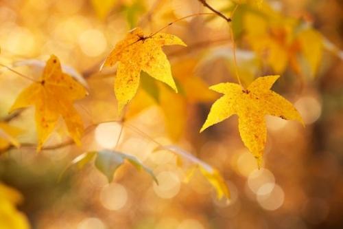Little River Canyon National Preserve;Alabama;Maple Leaves;Maple;Yellow;Gold