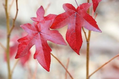 Tan;Autumn;Leaf;Leaves;White;Red;Fall;Little River Canyon National Preserve;Maple;Vein;Alabama;Foliage;close-up;Veins