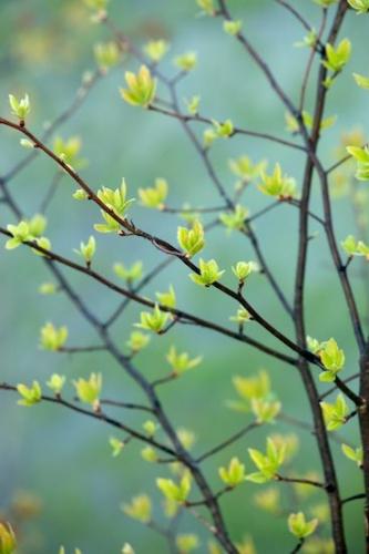 Brown;Botanical;Green;Big South Fork National River & Recreation Area;Leaves;Leaf;Foliage;Aqua;Leafy;Rachel;Vegetation;Plant;Botanicals