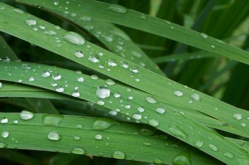 Grass;Rachel;Plants;Leaf;Leaves;Foliage;dew drops;water;Botanical;Ferns;Botany;droplet;dewy;drop;dew;rain;Vegetation;Botanicals;Green;Plant;drops