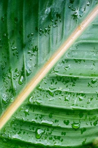 Abstract;Abstraction;Botannicals;Close-up;Dew;Dewy;Drop;Droplets;Florida;Foliage;Green;Leaf;Line;Oneness;Pattern;Plant;Rachel;Shape;Texture;Textures;Tropical;United States;Veins;Water;Water Drops;botanical;dew drops;drops;zen