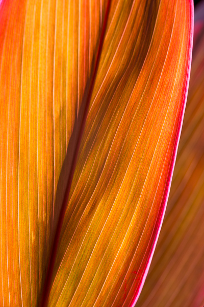 Abstract;Abstraction;Blossom;Blossoms;Botanical;Calm;Floweret;Flowering;Flowers;Flowers & Plants;Healing;Health care;Healthcare;Leaf;Line;Macro;Minimalism;Modern;Nature;Pastoral;Pink;Plant;Shape;Sunlight;Sunshine;Textures;Wabi Sabi;Yellow;bloom;botanicals;contemporary;contemporary art;flora;floral;flower;leaves;modern art;oneness;orange;pattern;peaceful;plant;plants;restful;serene;soothing;sunlit;texture;tranquil;zen