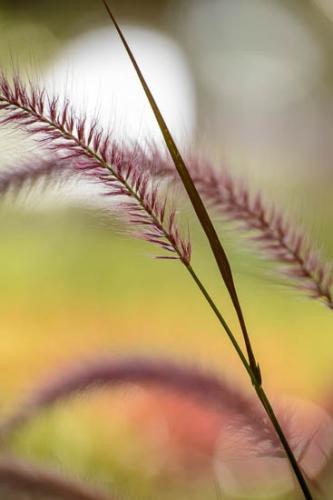Brown;Close-up;Florida;Flowers & Plants;Grass;Grass seed heads;Green;Healing;Health care;Healthcare;Leaf;Macro;Magenta;Modern;Nature;Oneness;Pastoral;Peaceful;Pink;Plant;Plants;Rachel;Red;Seed Head;Tan;United States;Wabi Sabi;Yellow;botanical;botanicals;calm;contemporary;contemporary art;modern art;restful;serene;soothing;tranquil;zen
