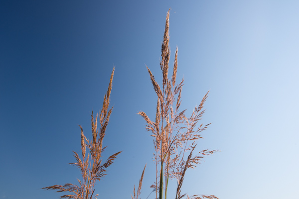 Blue;Botanical;Brown;Calm;Close-up;Dew;Droplets;Drops;Gold;Healing;Health care;Healthcare;Henry Horton;Henry Horton State Park;Looking up;Macro;Minimalism;Nature;Pastoral;Seed Head;State Park;Sunlight;Sunshine;Tan;Tennessee;United States;Wabi Sabi;Water;Water Drops;botanicals;dew;dew drops;dewy;drop;droplet;foliage;grass;oneness;peaceful;plant;restful;serene;soothing;sunlit;tranquil;zen