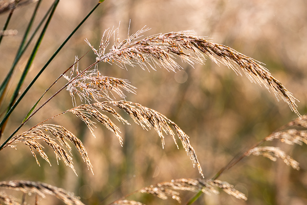 Botanical;Brown;Calm;Dew;Droplets;Drops;Gold;Healing;Health care;Healthcare;Henry Horton;Henry Horton State Park;Macro;Nature;Pastoral;Seed Head;State Park;Sunlight;Sunshine;Tan;Tennessee;United States;Wabi Sabi;Water;Water Drops;botanicals;dew;dew drops;dewy;drop;droplet;foliage;grass;oneness;peaceful;plant;restful;serene;soothing;sunlit;tranquil;zen