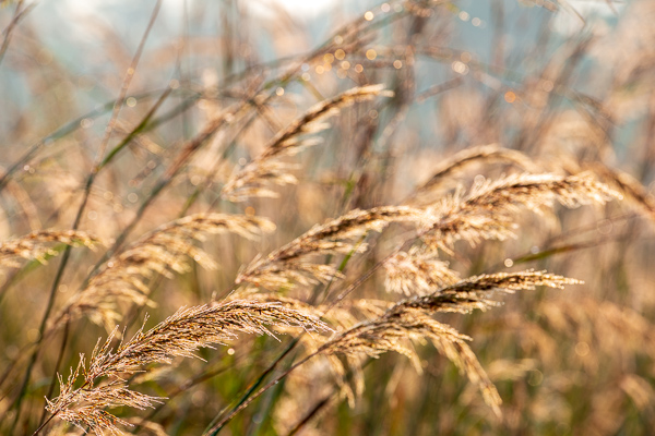 Botanical;Brown;Calm;Dew;Droplets;Drops;Gold;Healing;Health care;Healthcare;Henry Horton;Henry Horton State Park;Macro;Nature;Pastoral;Seed Head;State Park;Sunlight;Sunshine;Tan;Tennessee;United States;Wabi Sabi;Water;Water Drops;botanicals;dew;dew drops;dewy;drop;droplet;foliage;grass;oneness;peaceful;plant;restful;serene;soothing;sunlit;tranquil;zen