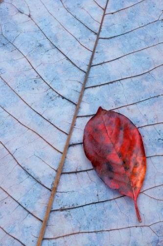 Leaves;Textures;Fallen;South Cumberland Recreation Area;Foliage;Tan;Blue;Fiery Gizzard;Brown;shapes;Abstract;Fallen Leaves;Red;Gray;Wabi Sabi;Vein;Rachel;Veins;Leaf