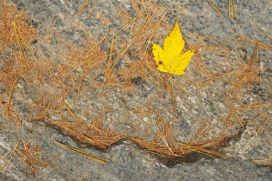 Rock;Fallen;Leaf;Brown;Gold;Maple;Fallen Leaves;Yellow;Gray;Leaves;Rock Face;Wabi Sabi;Pine Needles;Dupont State Forest
