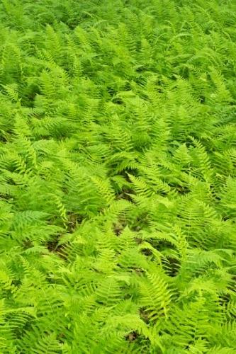 Botanical;New Jersey;Green;Ferns;Greenery;Patterns;Plants;Textures;Vegetation;Abstract;Botanicals;Foliage;Abstracts;Great Swamp National Wildlife Refuge;Fern;Plant;Abstraction