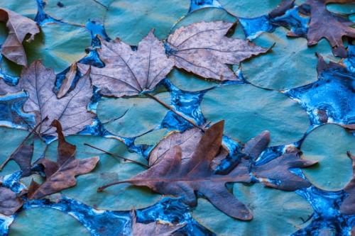 Abstract;Abstraction;Aqua;Autumn;Blue;Botannicals;Brown;Close-up;Details;Fall;Fallen;Fallen Leaves;Foliage;Green;Leaf;Leaves;Lily Pads;Line;Magenta;Maple;Mirror;Oak;Pattern;Plant;Reflection;Reflections;Shape;Teal;Texture;Veins;Wabi Sabi;Water;botanical;pool;zen