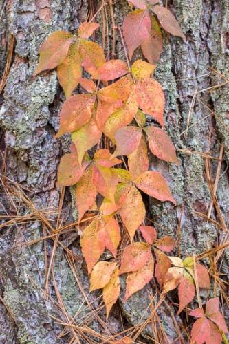 Autumn;Botannicals;Brown;Close-up;Fall;Foliage;Leaf;Leaves;Lichen;Oneness;Orange;Pine Needle;Pine Needles;Plant;Red;Tree;Trunk;Veins;Vine;Wabi Sabi;Yellow;bark;botanical;pine;virginia creeper;zen