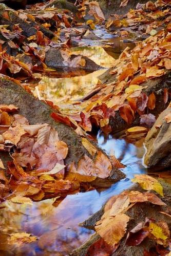 Green;Stone;Mirror;Blue;reflections;Autumn;Yellow;Rock;Brown;water;Fallen;Rocks;Orange;Fall;leaves;reflection;Stones;Wabi Sabi;Tan;Fallen Leaves;Leaf