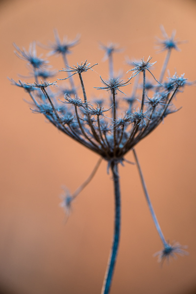 Blossom;Blossoms;Botanical;Brown;Calm;Floral;Floweret;Flowering;Flowers;Flowers & Plants;Gold;Healing;Macro;Minimalism;Nature;Pastoral;Queen Anne's Lace;Wabi Sabi;bloom;botanicals;flora;floral;flower;oneness;orange;peaceful;plant;restful;serene;soothing;tranquil