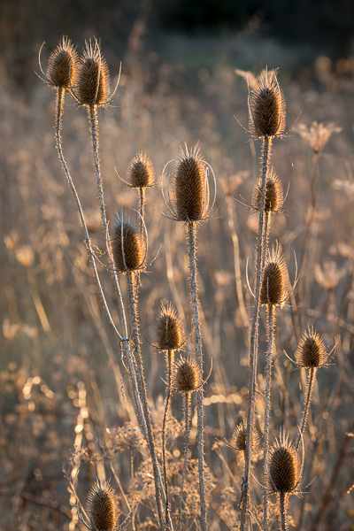 Botanical;Brown;Calm;Dipsacus;Gold;Healing;Minimalism;Nature;Pastoral;Seed Heads;Teasel;Wabi Sabi;botanicals;leaves;oneness;orange;peaceful;plant;restful;serene;soothing;tranquil;zen
