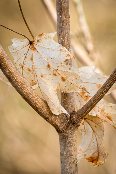 Autumn;Botanical;Branches;Brown;Calm;Fall;Fallen;Fallen Leaves;Flowers & Plants;Gold;Healing;Leaf;Macro;Nature;Pastoral;Tan;Tree;Wabi Sabi;botanicals;branch;foliage;leaves;limbs;oneness;peaceful;plants;serene;soothing;tranquil;tree limbs;trunk;zen
