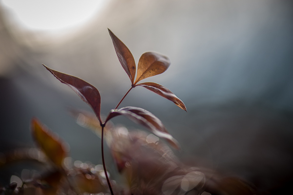 Botanical;Brown;Close-up;Gold;Leaf;Looking up;Minimalism;Nandina;Pastoral;Sunlight;Sunshine;Wabi Sabi;botanicals;dawn;daybreak;flora;foliage;leaves;magenta;morn;morning;oneness;oriental;peaceful;plant;plants;sunlit;sunrise;sunup;vegetation;zen