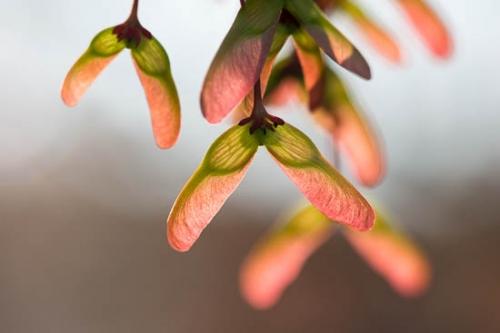 Close-up;Green;Maple;Maroon;Oneness;Plant;Seed;Spring;Sun-up;Sunlight;Sunlit;Sunrays;Sunrise;Sunshine;Tree;botanical;helicopters;maple seeds;naple