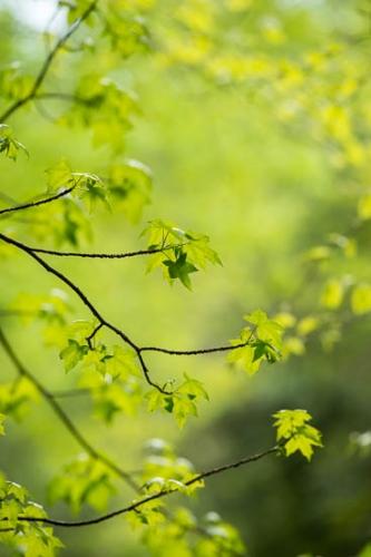 Botannicals;Branch;Branches;Cloudland Canyon;Foliage;Green;Leaf;Leafy;Leaves;Oneness;Pastoral;Peaceful;Plant;Spring;Springtime;Tree;Trees;botanical;zen